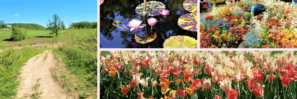 Longwood Gardens tulips, lily pads and fall foliage