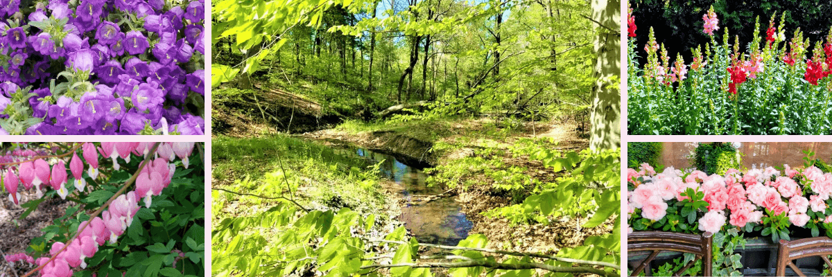 Longwood Gardens wildflowers and woodland stream