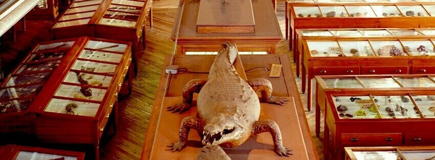 Wagner Free Institute of Science exhibition hall with alligator specimen
