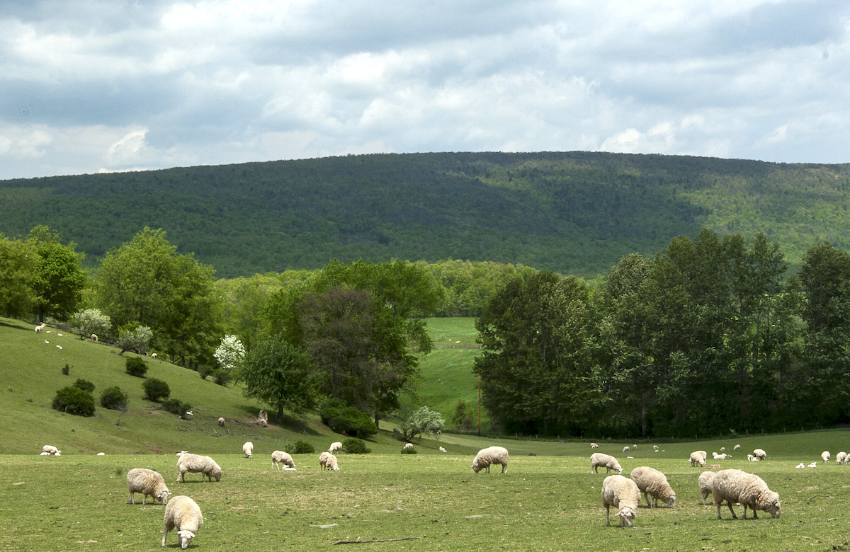 Sheep grazing in Dutch Corner
