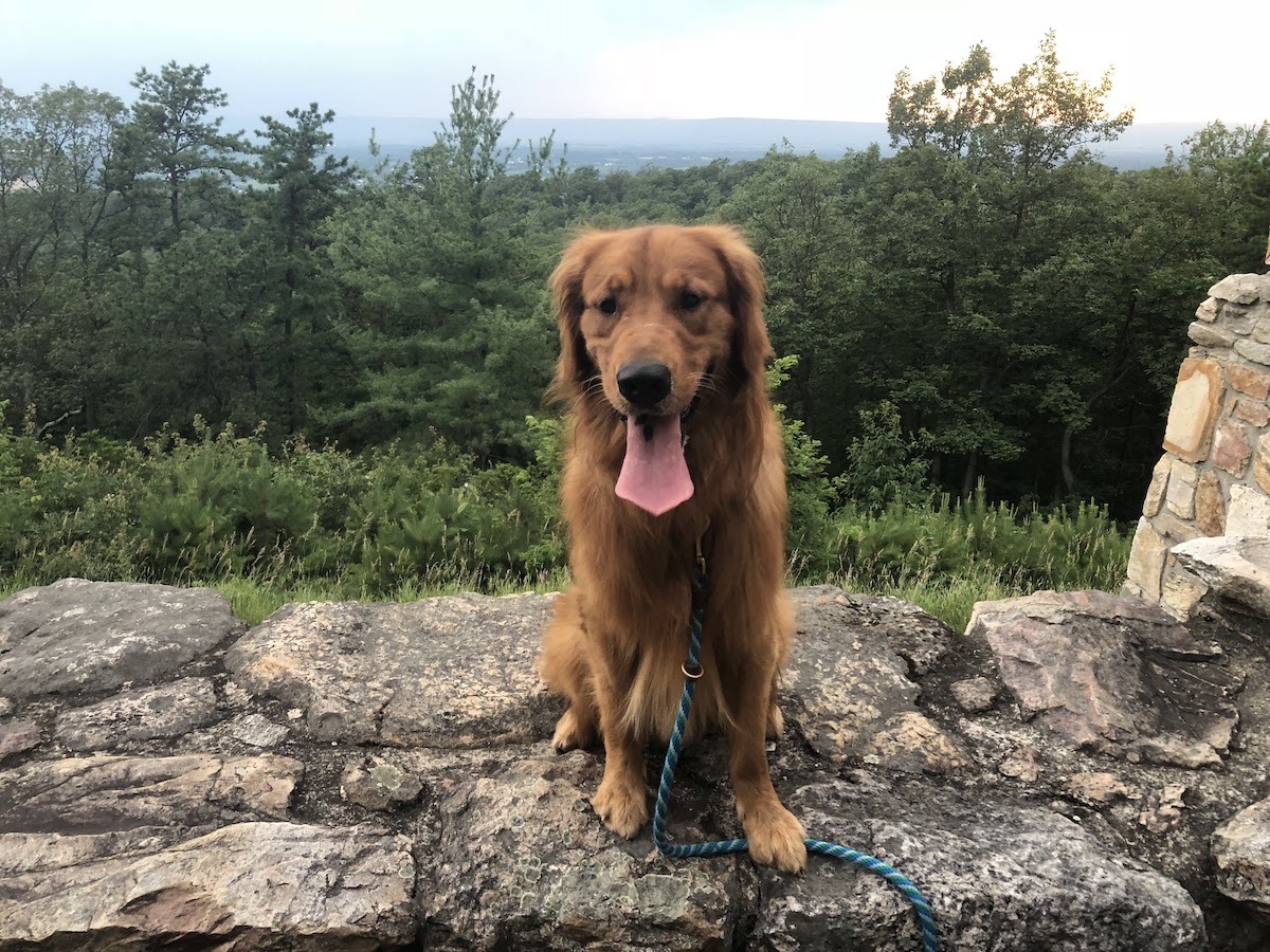 Golden retriever at Kings Gap